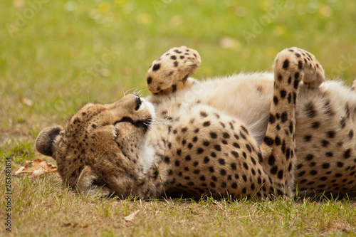 Gepard (Acinonyx jubatus) photo