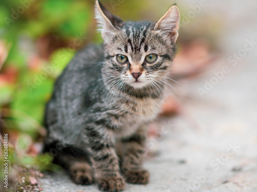 Gray striped kitten sitting in the park.