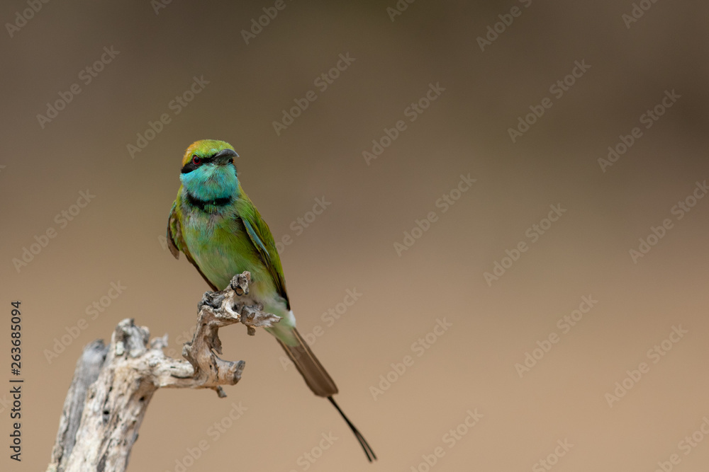 Obraz premium Bee-eater8