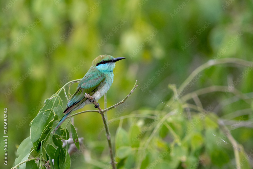 Bee eater1 Bee eater1