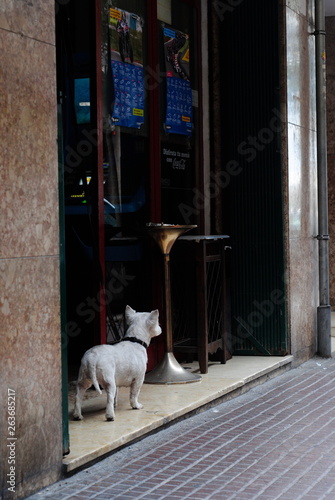 Dog waiting in fron of a bar