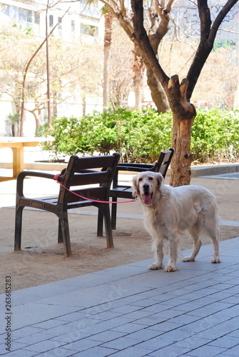 Dog waiting in the Park