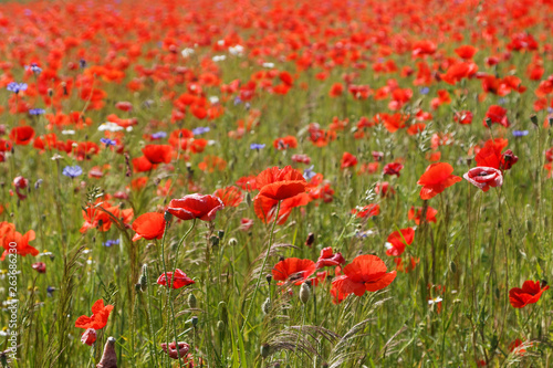 Flowers Red poppies blossom on wild field with selective focus. 