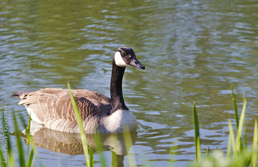 Obraz premium goose in a pond