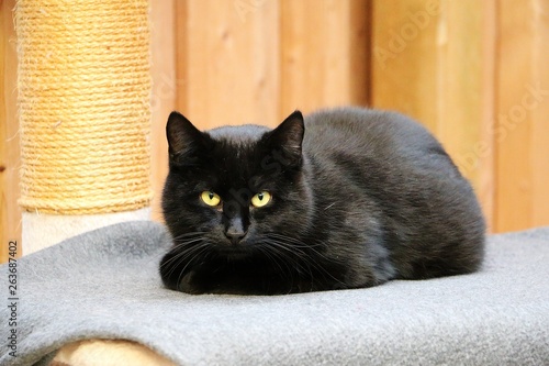 beautiful black cat is lying on the scratching post and looking to the camera
