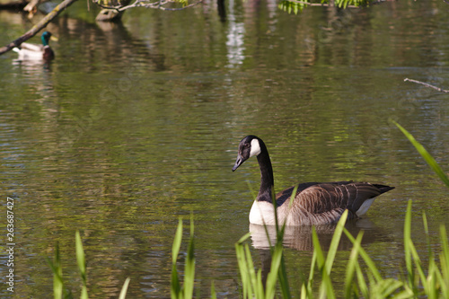 goose in a pond © Christian