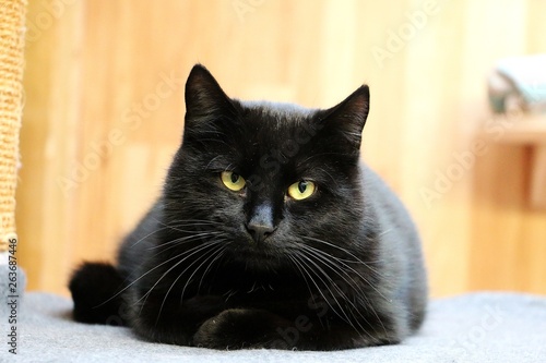 Fototapeta Naklejka Na Ścianę i Meble -  beautiful black cat is lying on the scratching post and looking to the camera