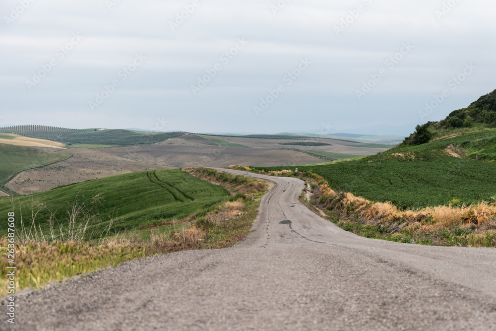 Fototapeta premium Camino rural asfaltado y a los lados campo agrícola verde en un día gris