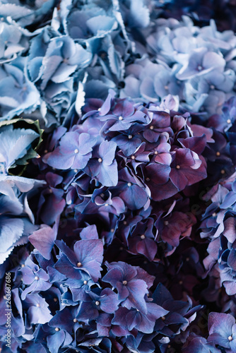 Beautiful hydrangea close up texture going from blue to purple gradient