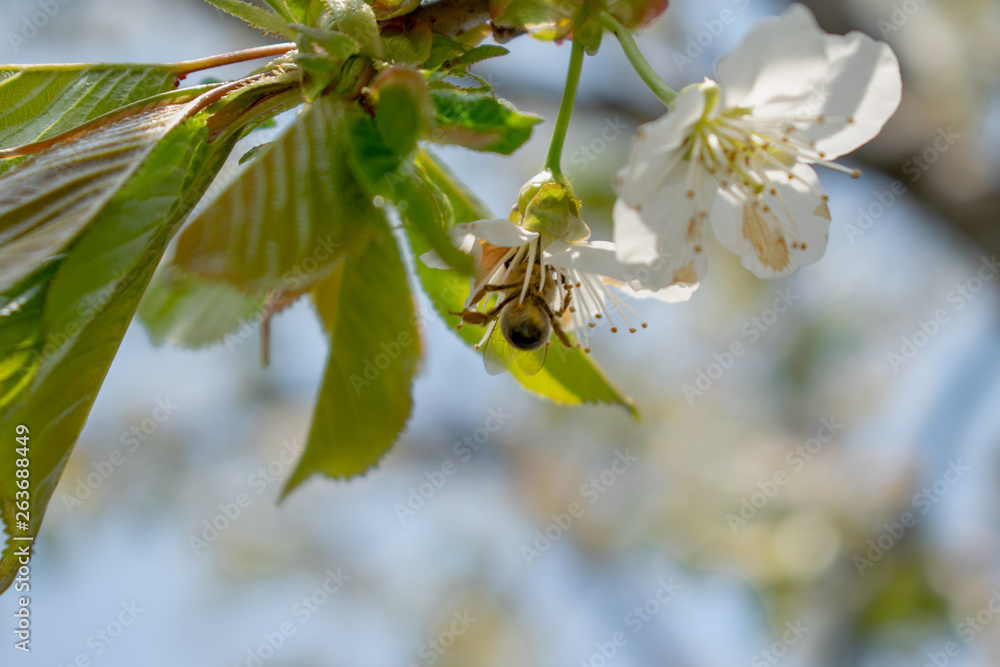 Cherry blossoms that make the spring beautiful Cherry blossoms that make the spring beautiful