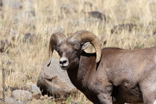 Bighorn Sheep in Yellowstone National Park