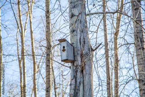 birdhouse on a tree