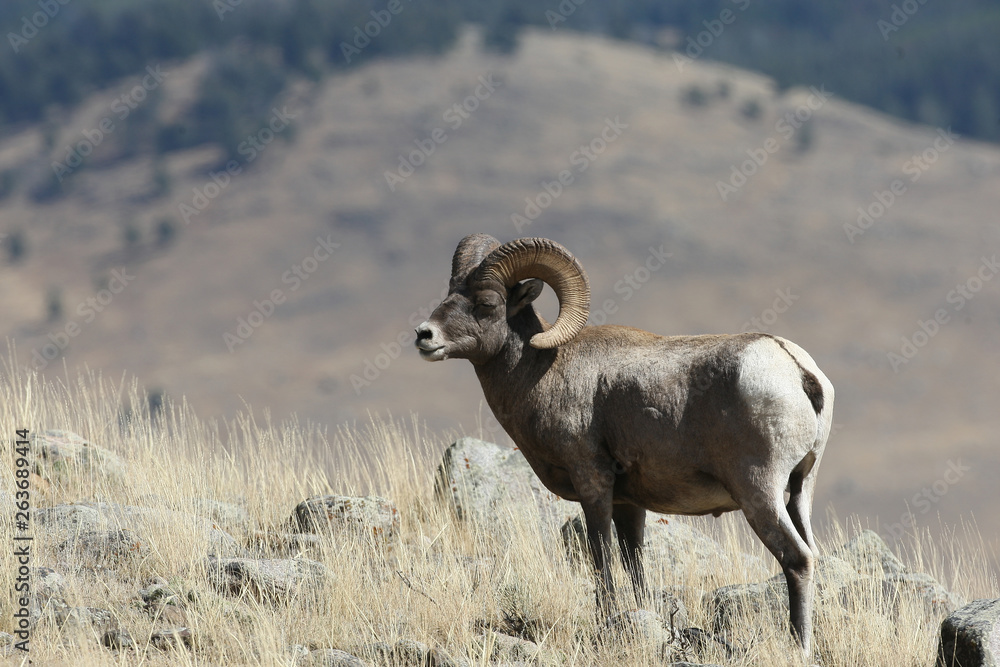 Naklejka premium Bighorn Sheep in Yellowstone National Park