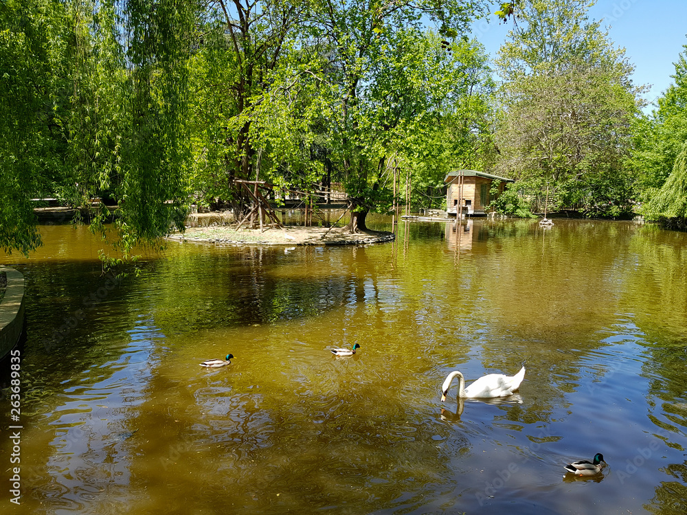 A white swan swimming in the peaceful pond or lake with ducks around it.