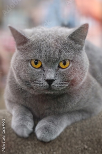 Beautiful color American short hair cat sitting on the paper chair. Cute animals and pet concept, selective focus and free copy space.