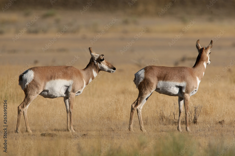 Pronghorn Antelope in Yellowstone National park, Wyoming Pronghorn Antelope in Yellowstone National park, Wyoming