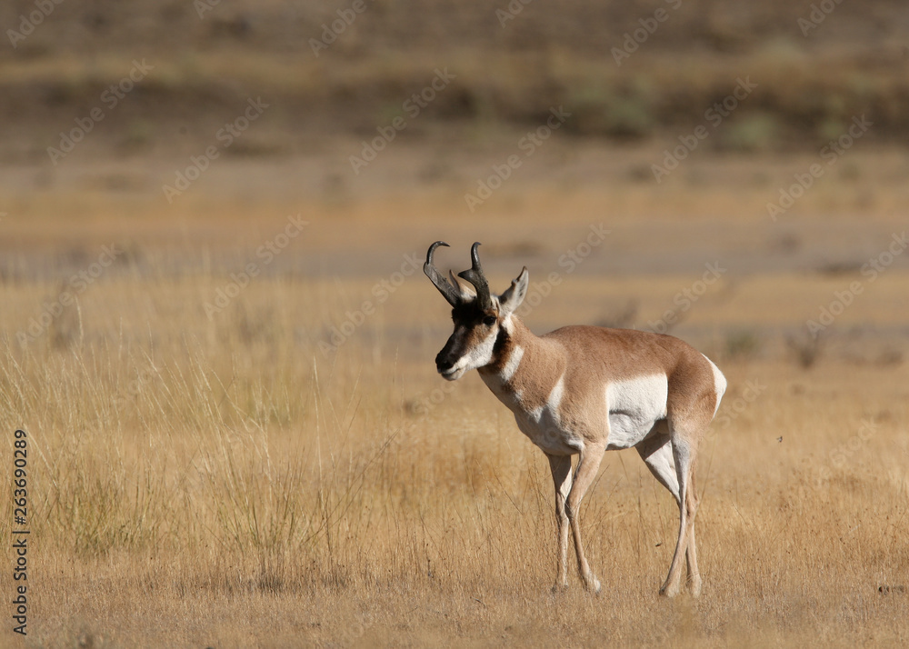 Pronghorn Antelope in Yellowstone National park, Wyoming Pronghorn Antelope in Yellowstone National park, Wyoming