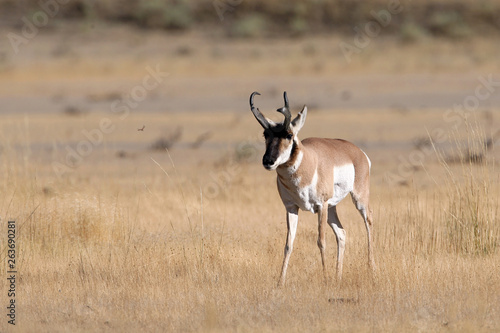 Pronghorn Antelope in Yellowstone National park, Wyoming