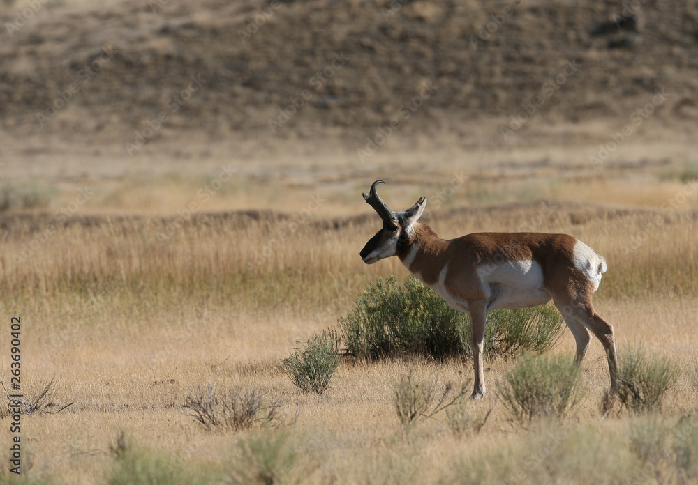 Fototapeta premium Pronghorn Antelope in Yellowstone National park, Wyoming