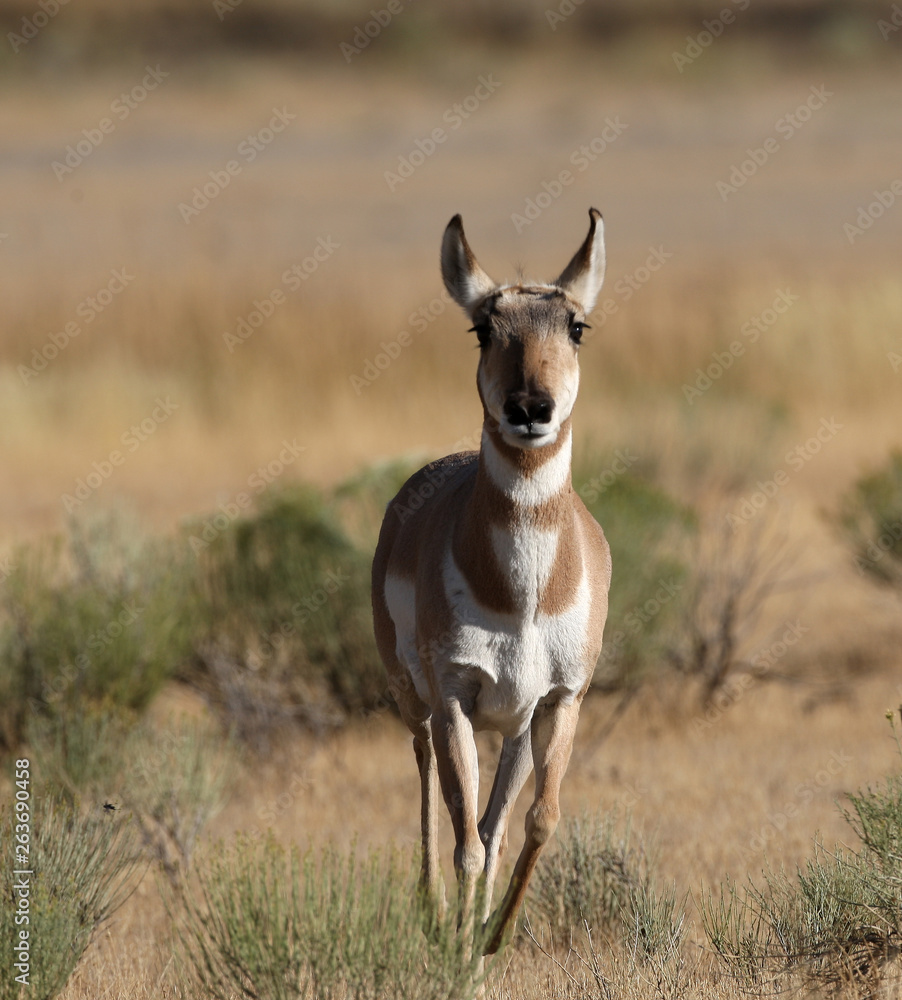 Pronghorn Antelope in Yellowstone National park, Wyoming Pronghorn Antelope in Yellowstone National park, Wyoming