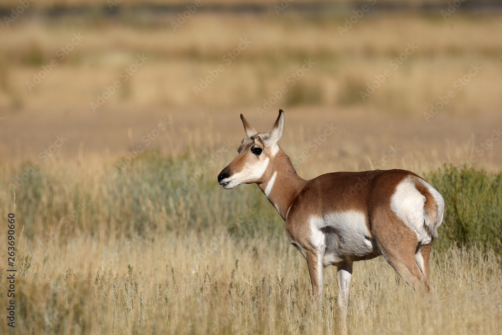 Pronghorn Antelope in Yellowstone National park, Wyoming Pronghorn Antelope in Yellowstone National park, Wyoming