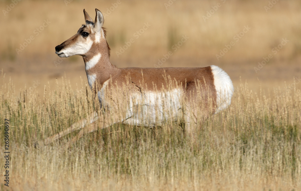 Pronghorn Antelope in Yellowstone National park, Wyoming Pronghorn Antelope in Yellowstone National park, Wyoming