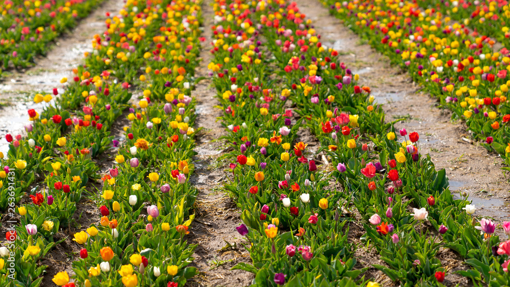 Colorful tulip fields, tulip farm in Konya, Turkey Colorful tulip fields, tulip farm in Konya, Turkey