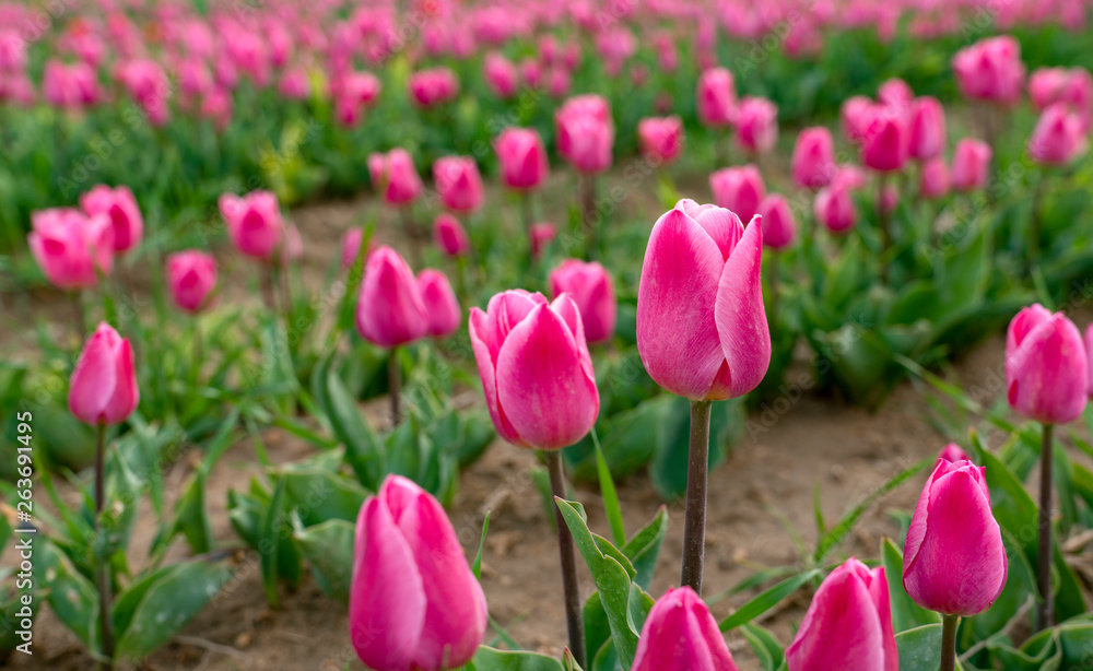 Purple/violet tulips in tulip fields, tulip farm in Konya, Turkey Purple/violet tulips in tulip fields, tulip farm in Konya, Turkey