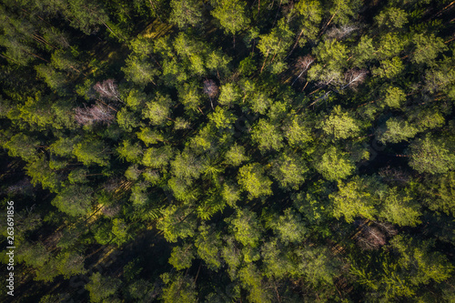 Wallpaper Mural Forest drone view. Green trees in forest view from above Torontodigital.ca