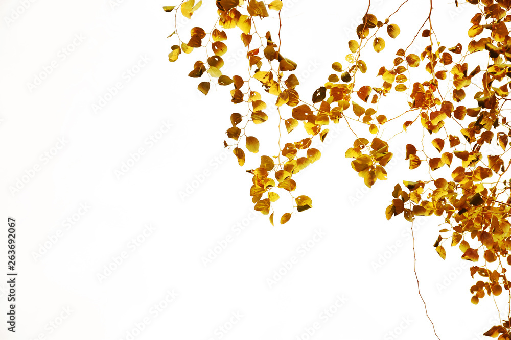 Dry leaves on white for background