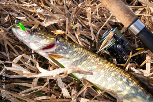 Pike fish and spinning on yellow grass on river shore. fishing trophy. Fisherman caught pike