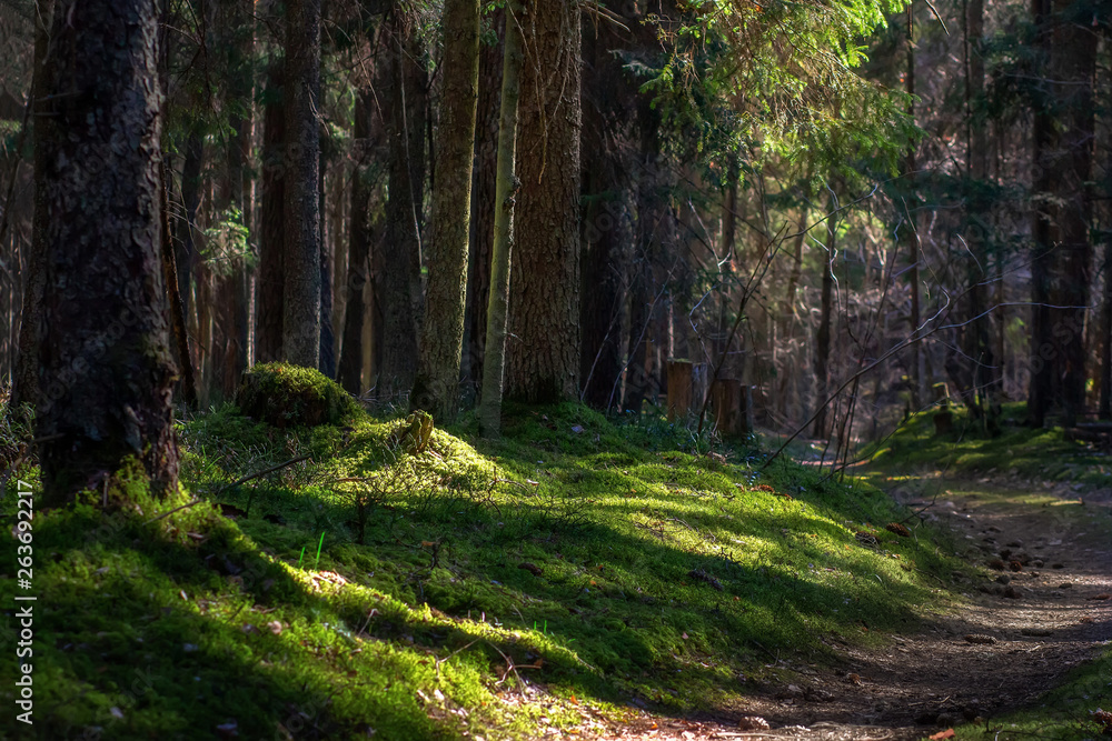 Obraz premium Wild summer forest in sunlight. Green moss in forest. Trees in scenic woodland