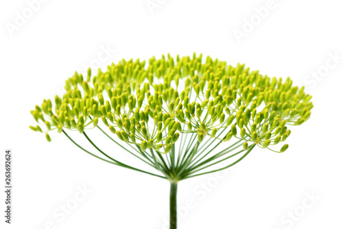Wild fennel flower, isolated vertically.