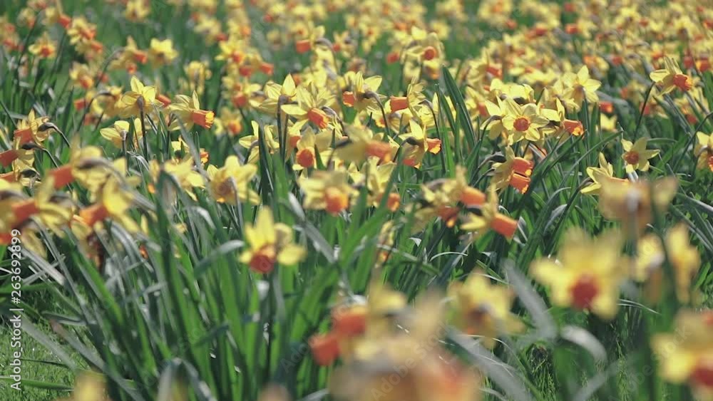 Swaying from the light wind daffodils in the field, on a Sunny day. Swaying from the light wind daffodils in the field, on a Sunny day.