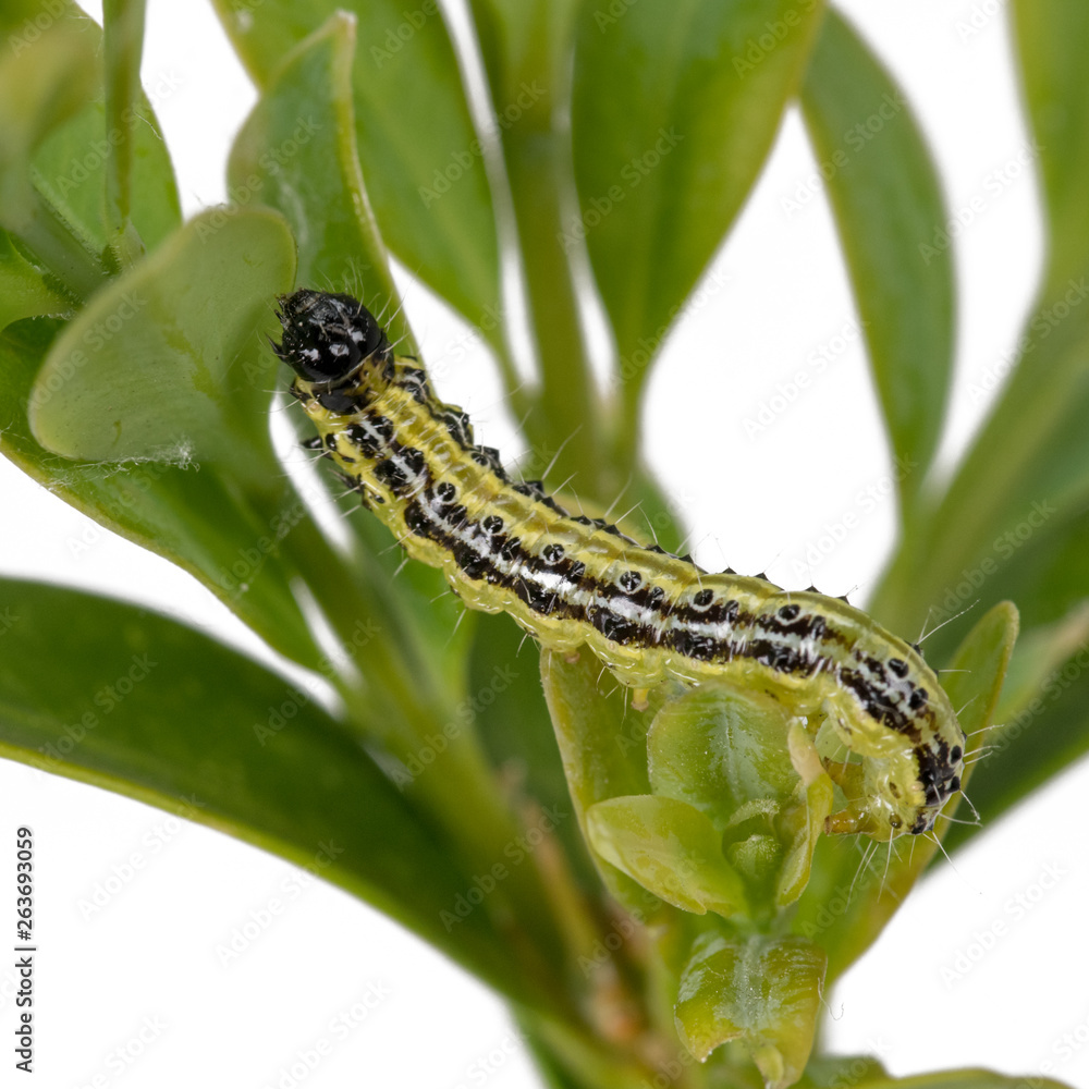 Boxwood borer crawls on a branch. Boxwood leaves isolated on white Boxwood borer crawls on a branch. Boxwood leaves isolated on white