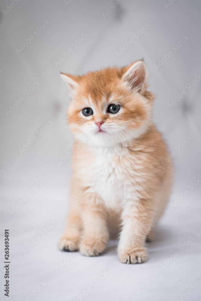 kitten scottish british cat burma munchkin animals kitten scottish british cat burma munchkin animals