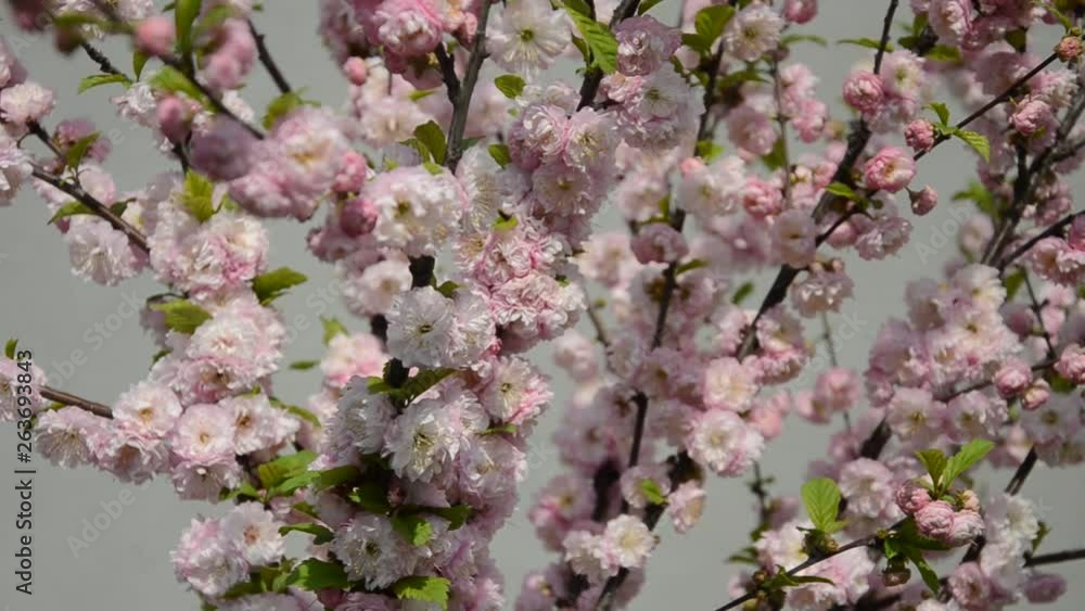 Sakura branches with blooming flowers Sakura branches with blooming flowers