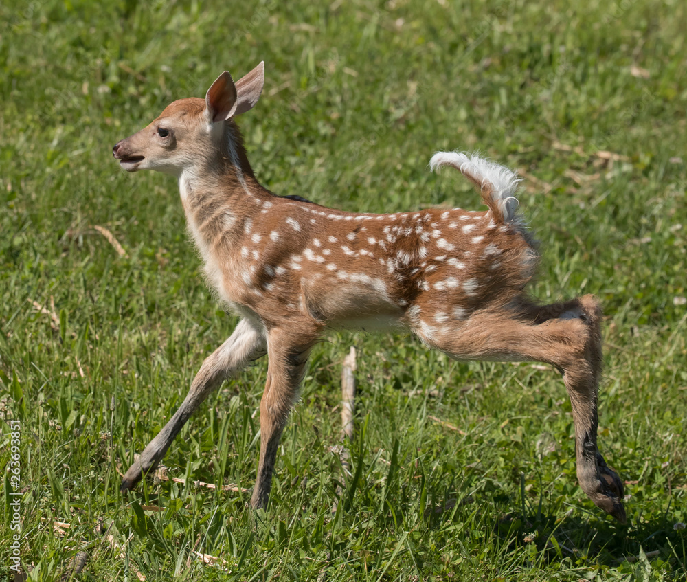 Cute White tailed deer fawn paling in meadow Cute White tailed deer fawn paling in meadow