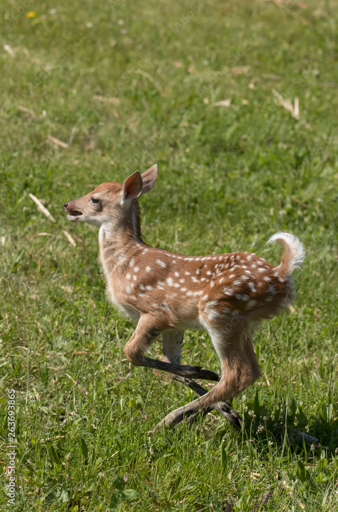 Cute White tailed deer fawn paling in meadow Cute White tailed deer fawn paling in meadow
