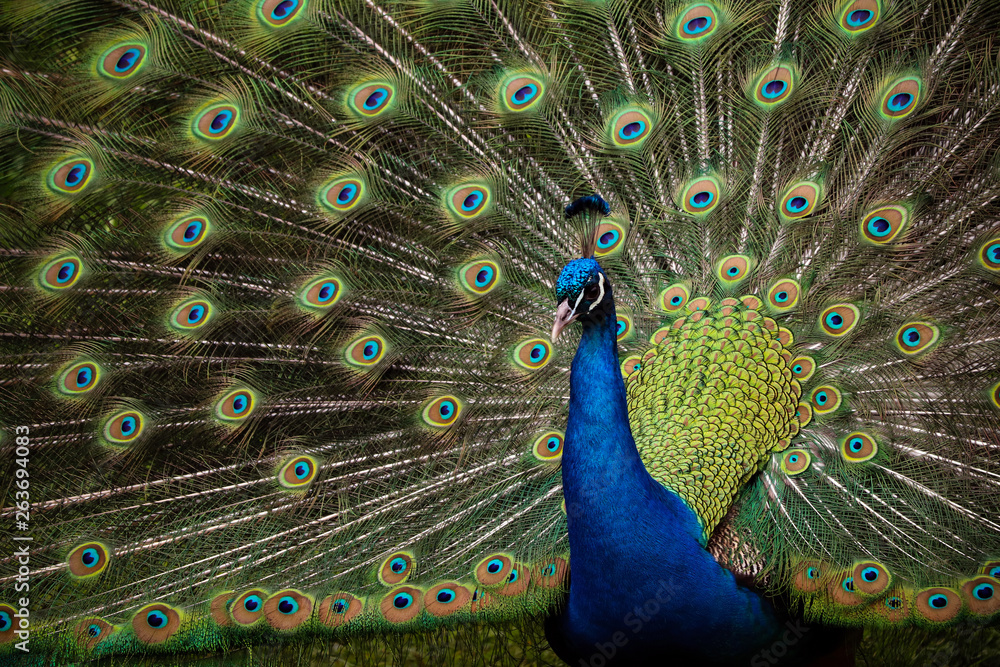 Obraz premium Male Peacock Outside