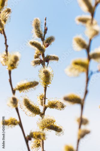 willow flowers on a branch