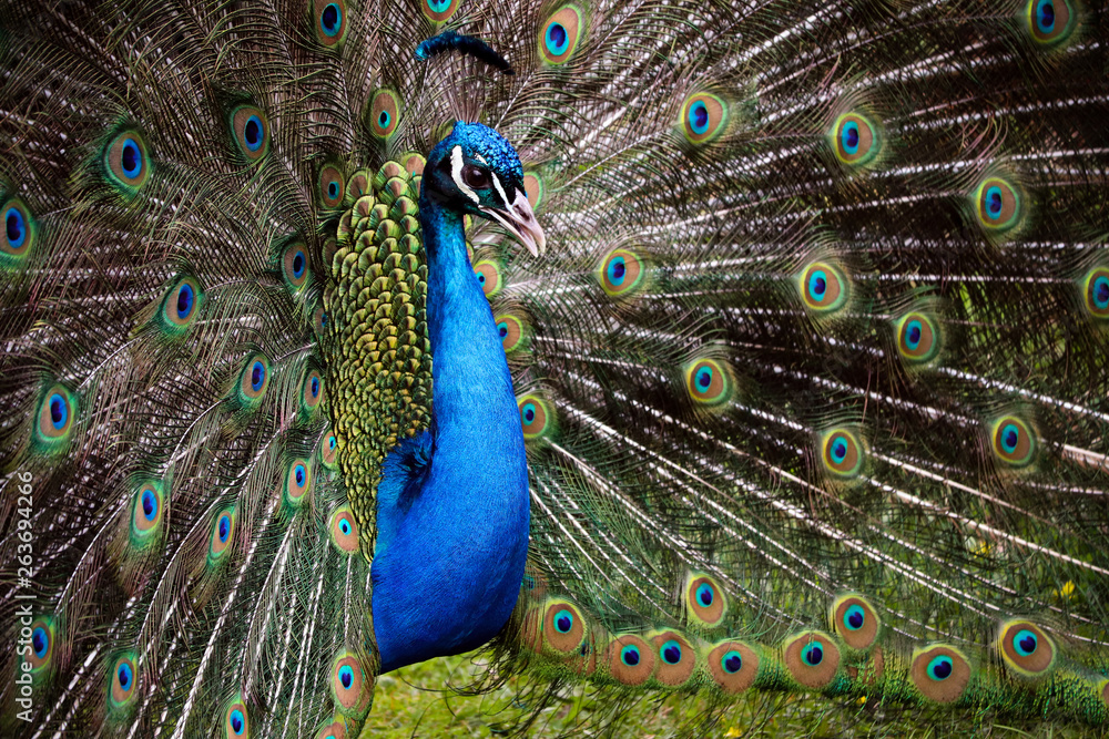 Fototapeta premium Male Peacock Outside