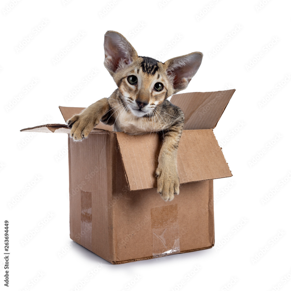 Cute tabby Oriental Shorthair kitten  hanging out of brown paper box. Looking towards lens lens with green eyes. Isolated on a white background.