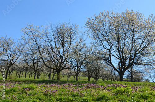 Kirschbäume