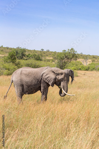 African Elephants grazing grass on the savanna