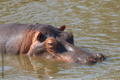 Hippopotamus cooling off in the water