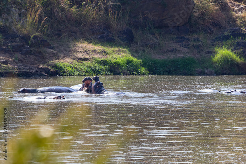 Fighting hippos in a river in africa
