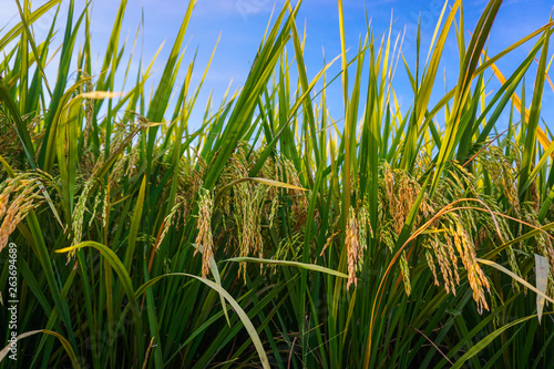 Freshness paddy field with blue sky on the background