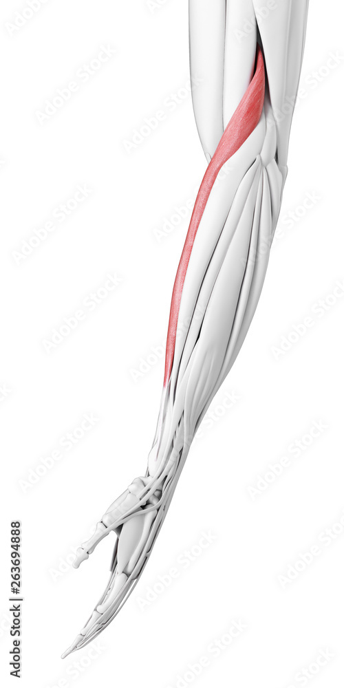 Fototapeta premium 3d renderowana medycznie dokładna ilustracja brachioradialis