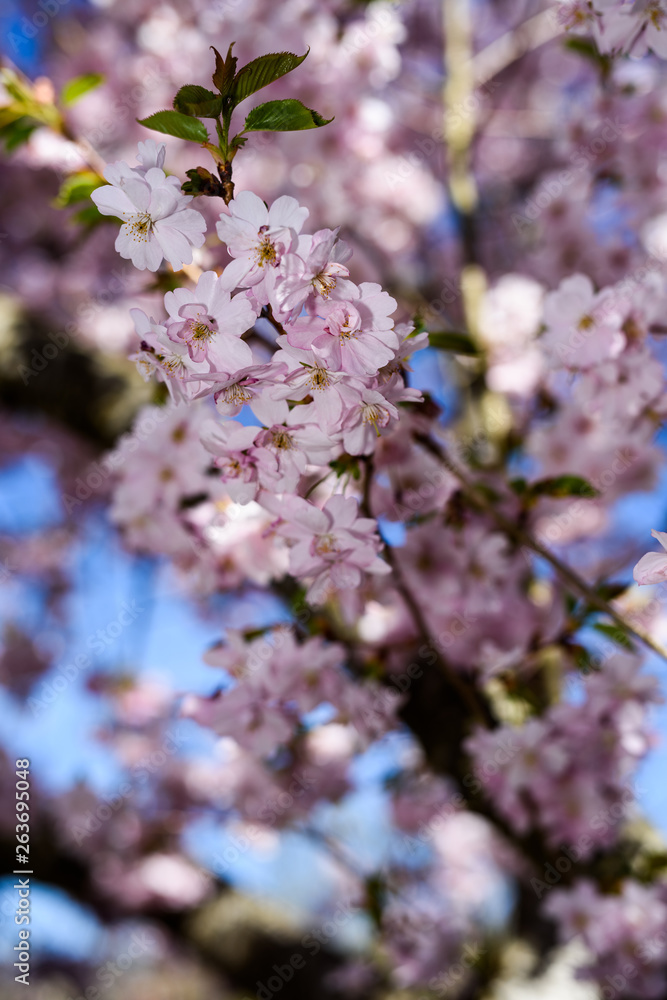 cherry tree blossom